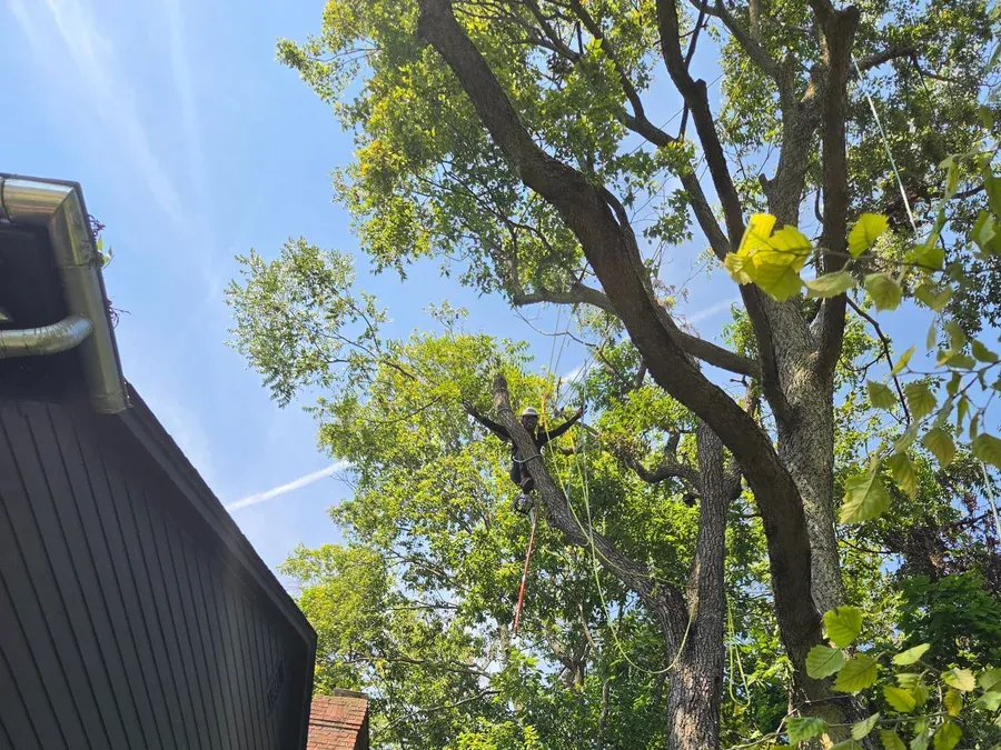 Getting Your Trees Ready for Central Indiana Storm Season