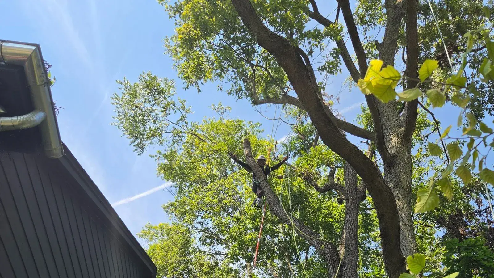 Getting Your Trees Ready for Central Indiana Storm Season