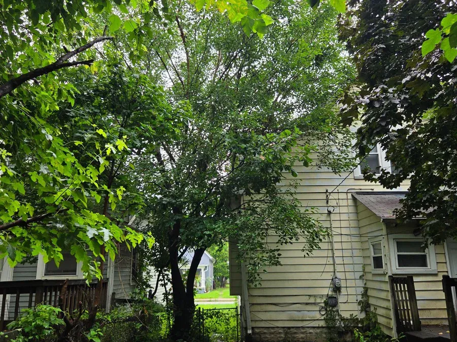 Trim It or Take It Out? How We Decide on a Tree That's Become a Problem