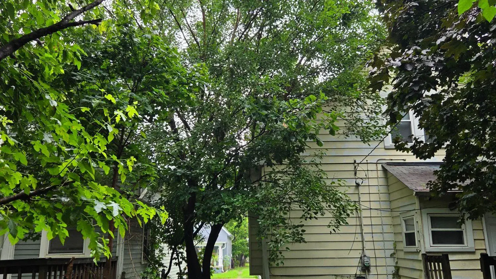 Trim It or Take It Out? How We Decide on a Tree That's Become a Problem