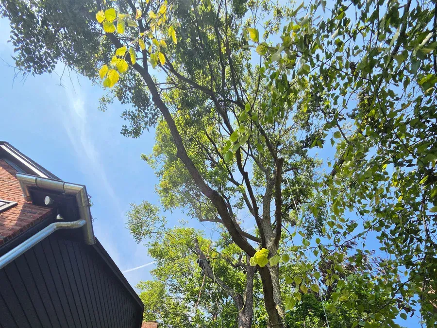 When to Trim Trees in Indiana: A Month-by-Month Guide
