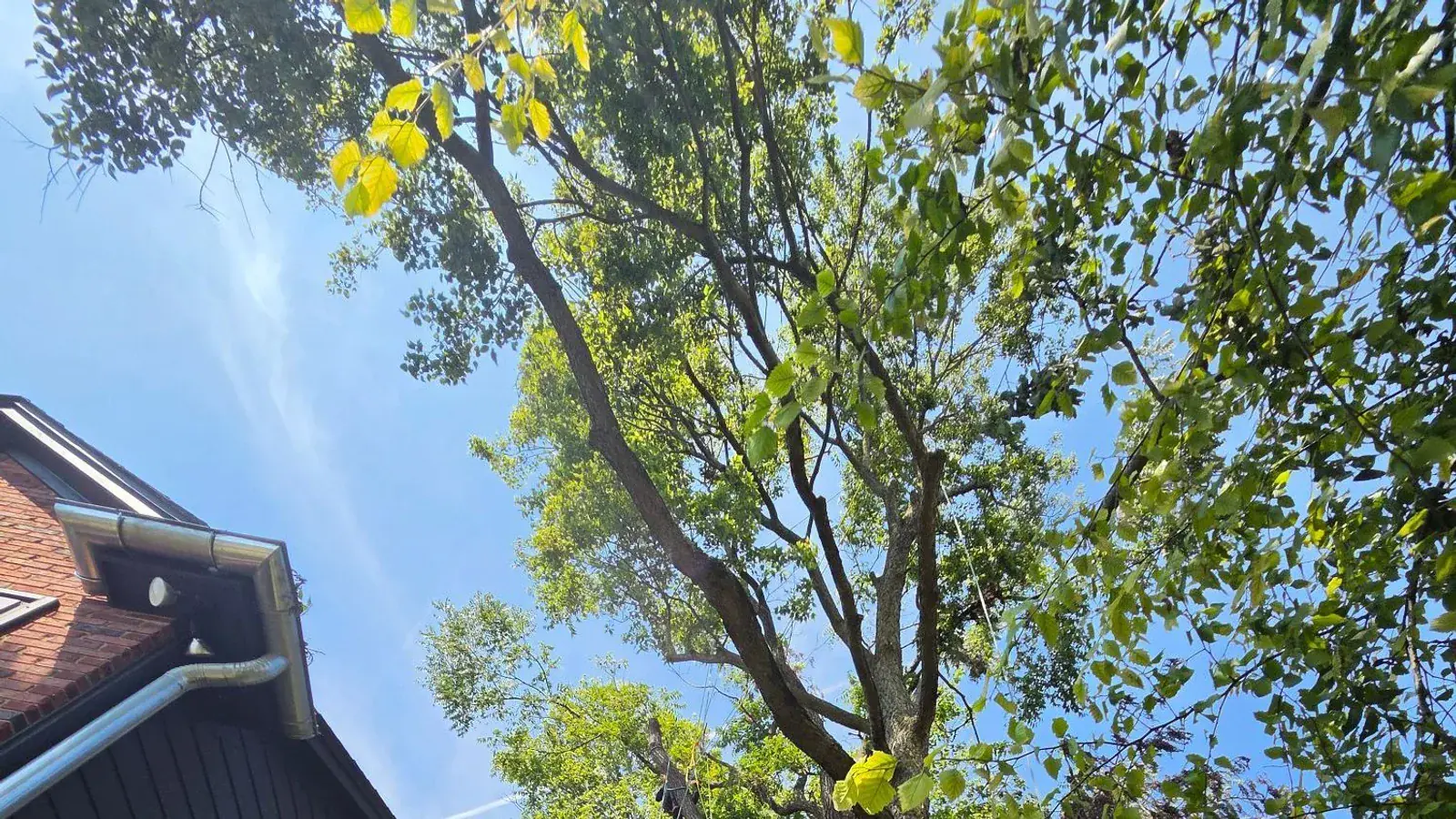 When to Trim Trees in Indiana: A Month-by-Month Guide