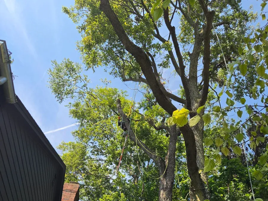 Dead Branch Removal