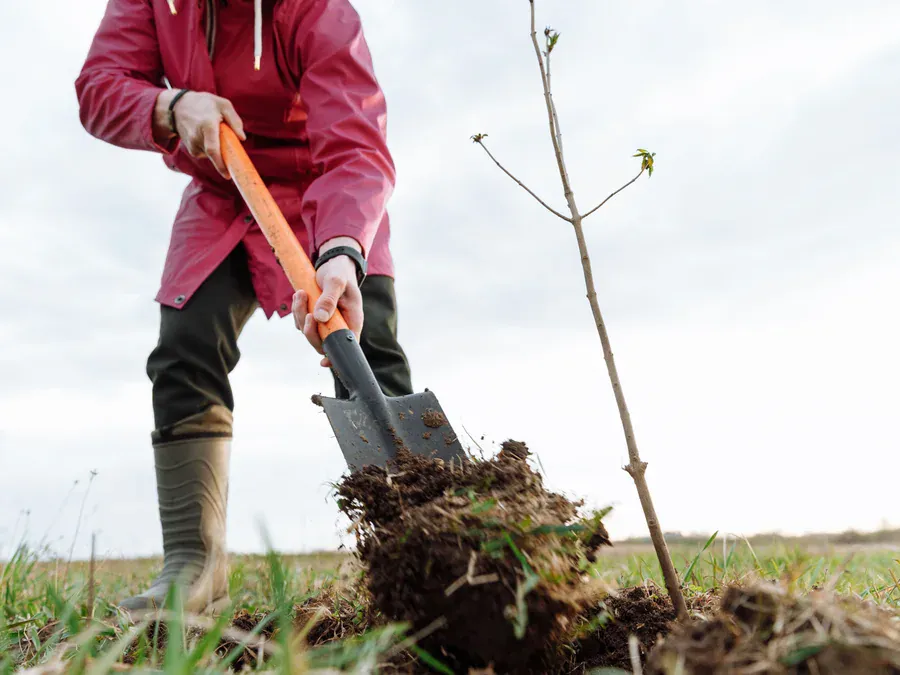 Planting