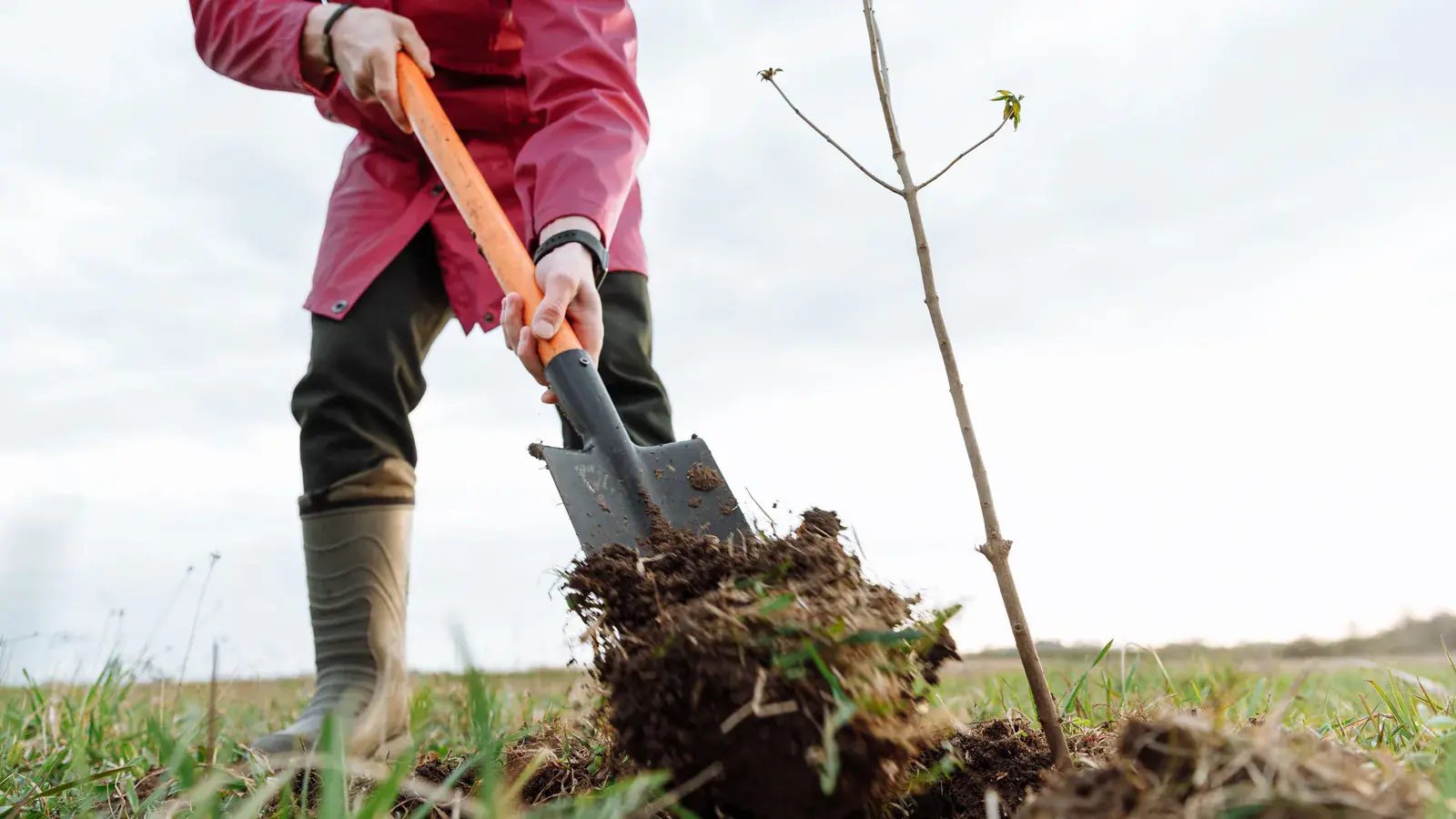 Planting