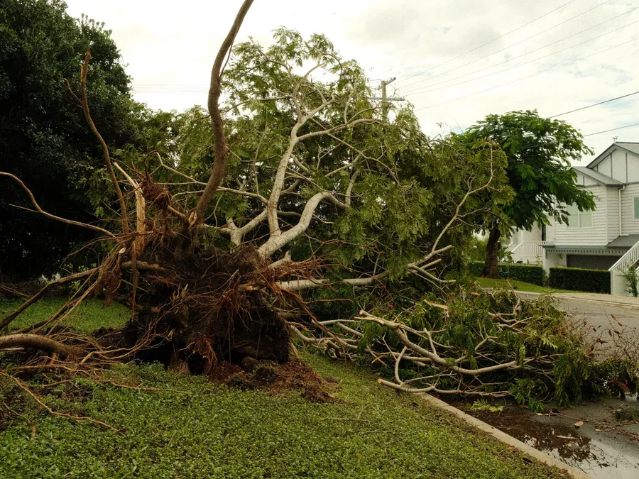 Storm Cleanup
