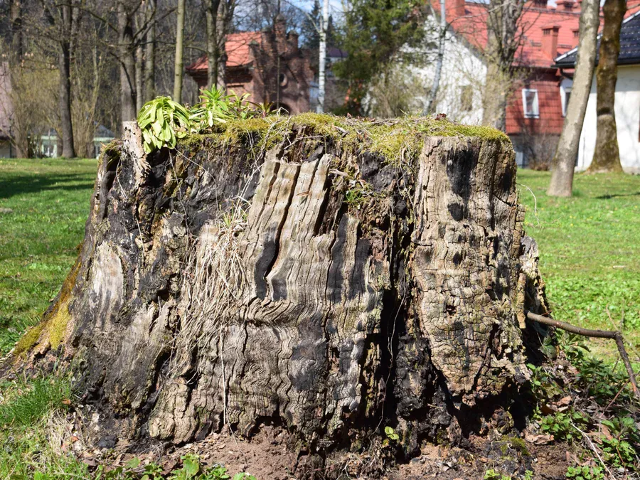 Stump Grinding