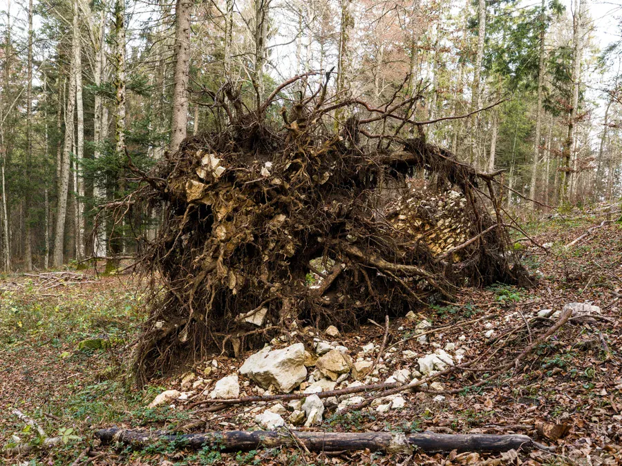 Stump Removal