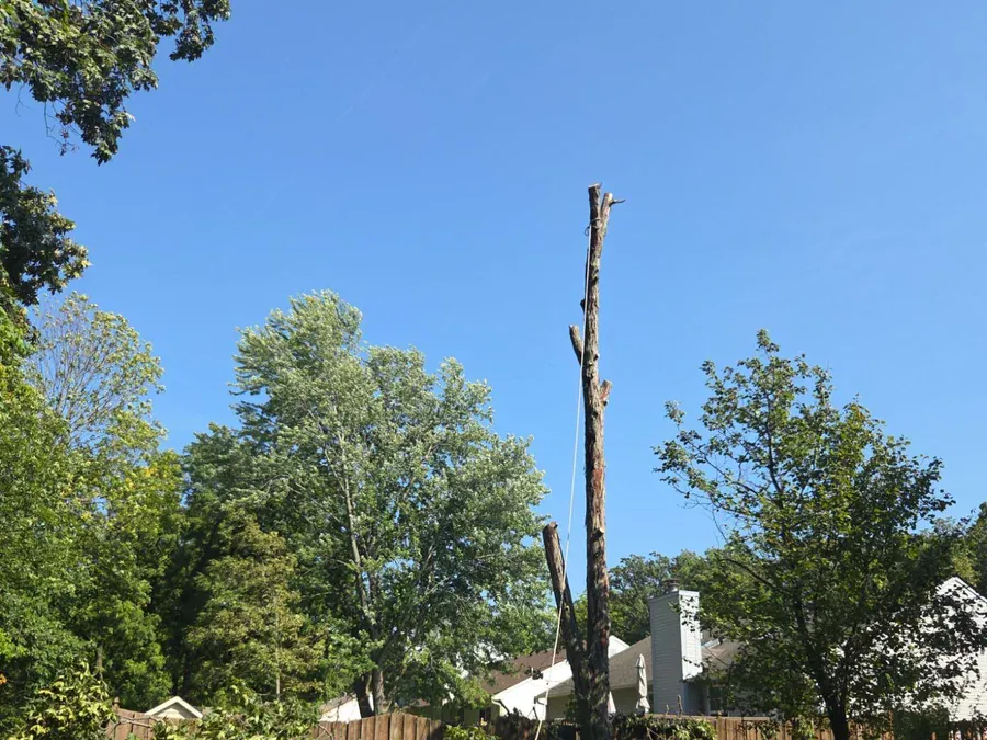 Tree Removal