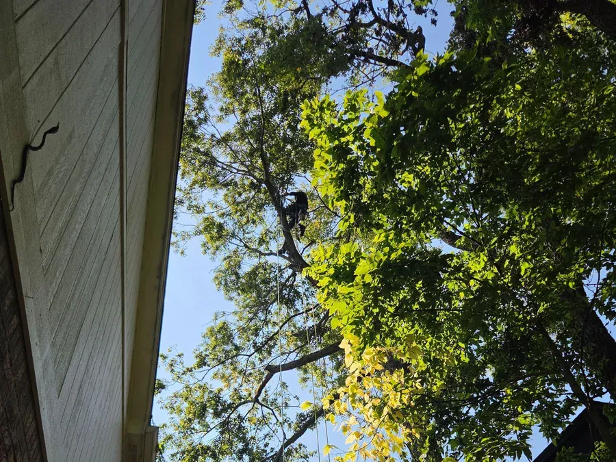 Tree Trimming